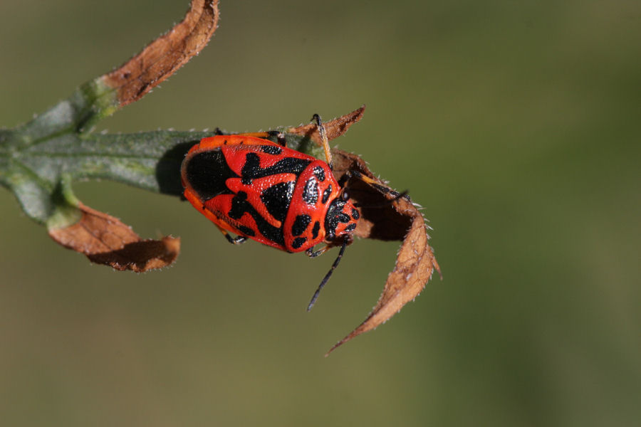 Eurydema ventralis o ornata ? E. ornata